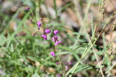 Cyphomeris gypsophiloides