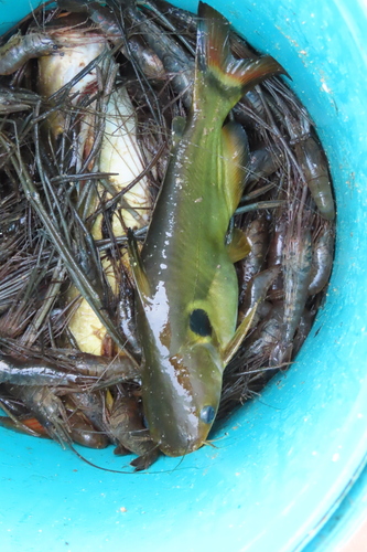 Sun catfish (Horabagrus brachysoma) — Bagridae — 5
