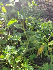 Solanum physalifolium