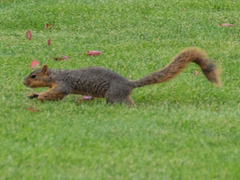 Sciurus niger