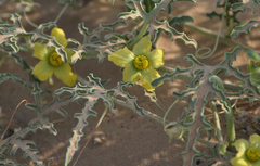 Citrullus colocynthis