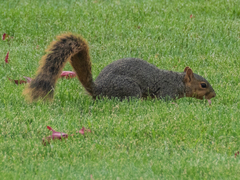 Sciurus niger