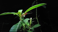 Odontomachus rixosus