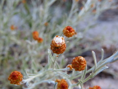 Helichrysum cochleariforme