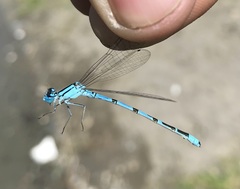 Enallagma risi