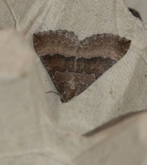 Larentia clavaria