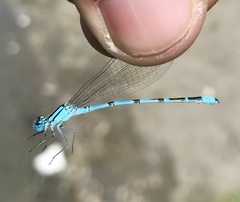 Enallagma risi