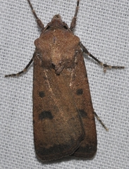 Agrotis trux