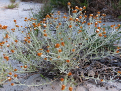 Helichrysum cochleariforme