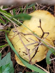 Suillus bovinus