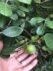 Feijoa
