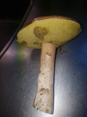 Boletus reticulatus