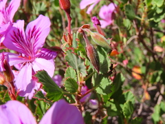 Pelargonium betulinum