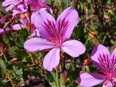 Pelargonium betulinum