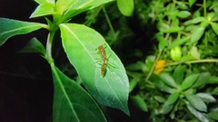 Odontomachus rixosus