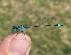 Ischnura fountaineae