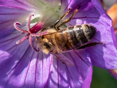 Apis mellifera