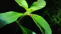 Odontomachus rixosus