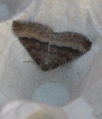 Larentia clavaria