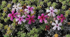 Junellia tridactylites