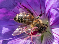 Apis mellifera