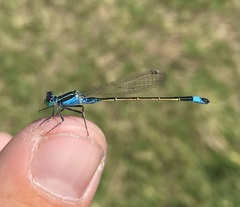 Ischnura fountaineae