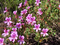 Pelargonium betulinum
