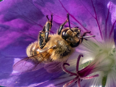 Apis mellifera