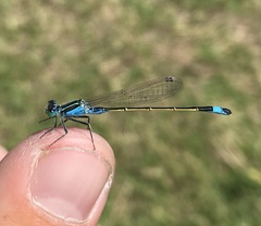 Ischnura fountaineae