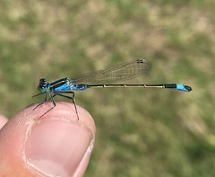 Ischnura fountaineae