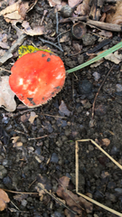Russula cremoricolor
