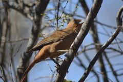 Pseudoseisura lophotes