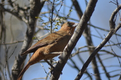 Pseudoseisura lophotes