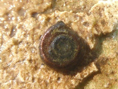 Bathyomphalus contortus
