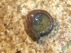 Bathyomphalus contortus