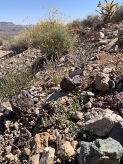 Acmispon argyraeus notitius