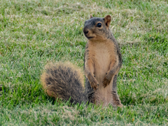 Sciurus niger