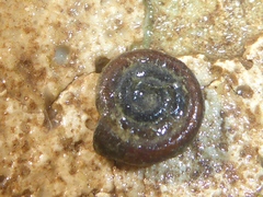 Bathyomphalus contortus