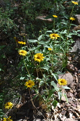 Heliopsis parvifolia
