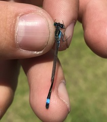 Ischnura fountaineae