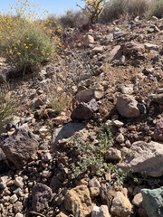 Acmispon argyraeus notitius