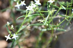 Stenaria nigricans