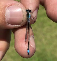 Ischnura fountaineae