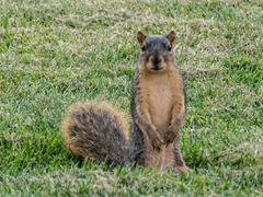 Sciurus niger