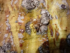Thyene imperialis