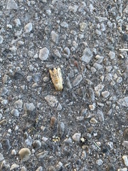 Papaipema nebris