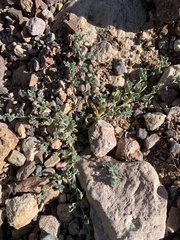 Acmispon argyraeus notitius