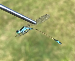 Ischnura fountaineae