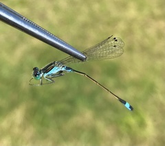 Ischnura fountaineae