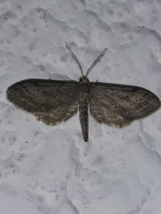 Euacidalia brownsvillea
